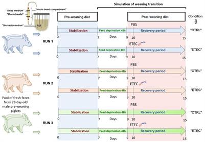 Pathogen Challenge and Dietary Shift Alter Microbiota Composition and Activity in a Mucin-Associated in vitro Model of the Piglet Colon (MPigut-IVM) Simulating Weaning Transition